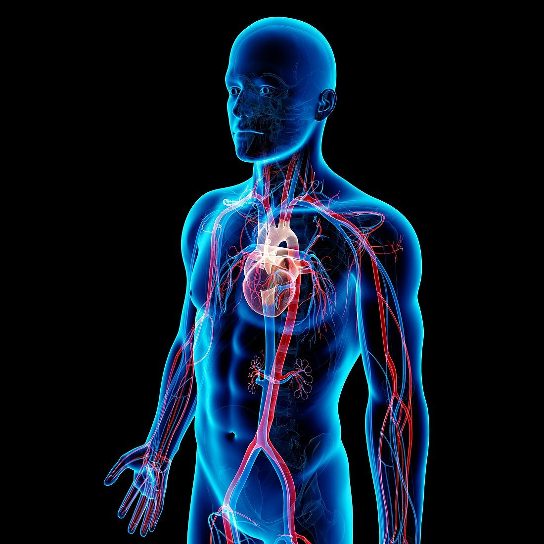 Male cardiovascular system,artwork