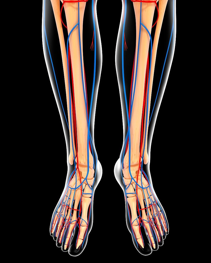 Lower leg anatomy,artwork