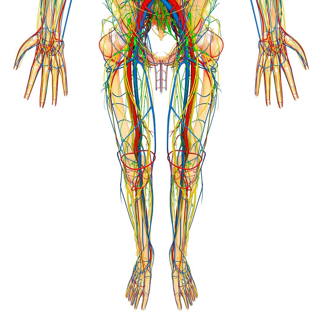 Lower body anatomy,artwork