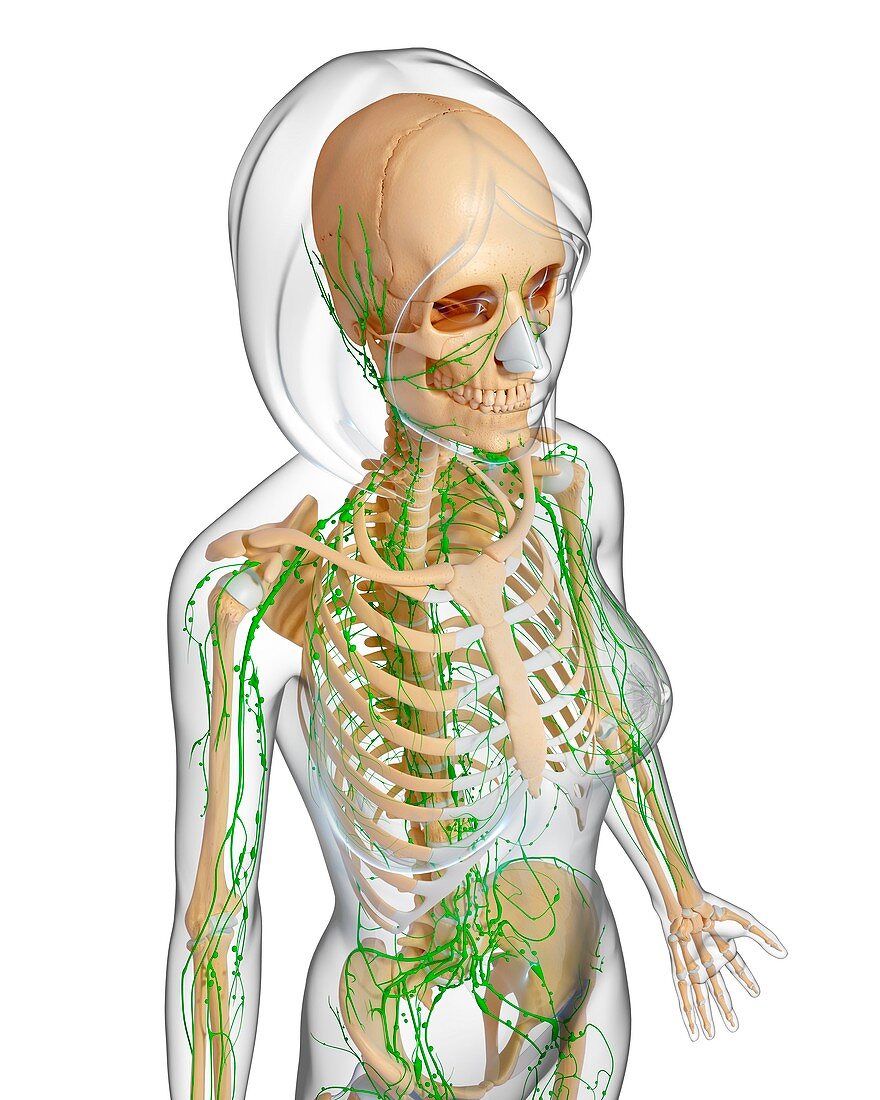 Female anatomy,artwork