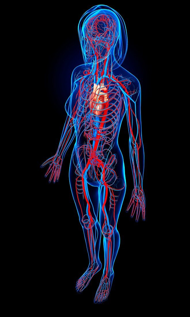 Female cardiovascular system,artwork