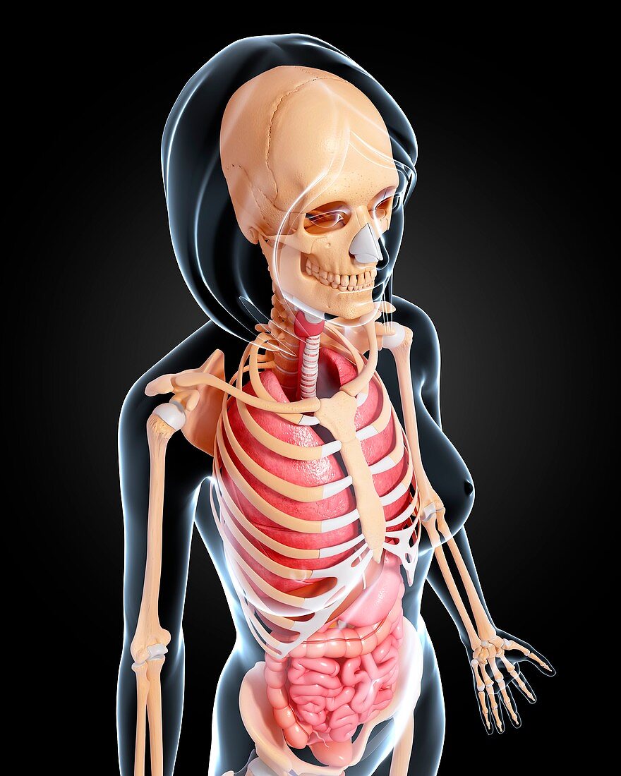 Female anatomy,artwork