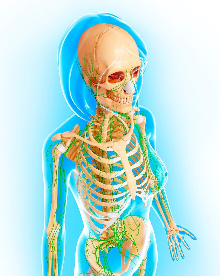 Female anatomy,artwork