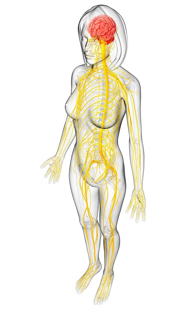 Female nervous system,artwork