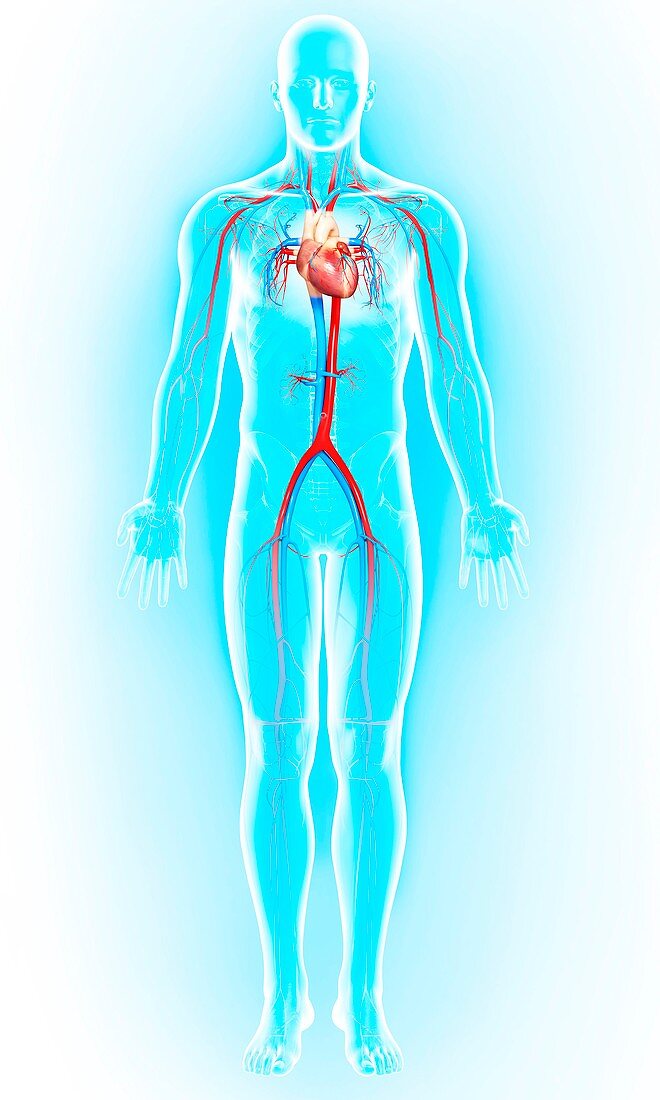 Cardiovascular system,artwork