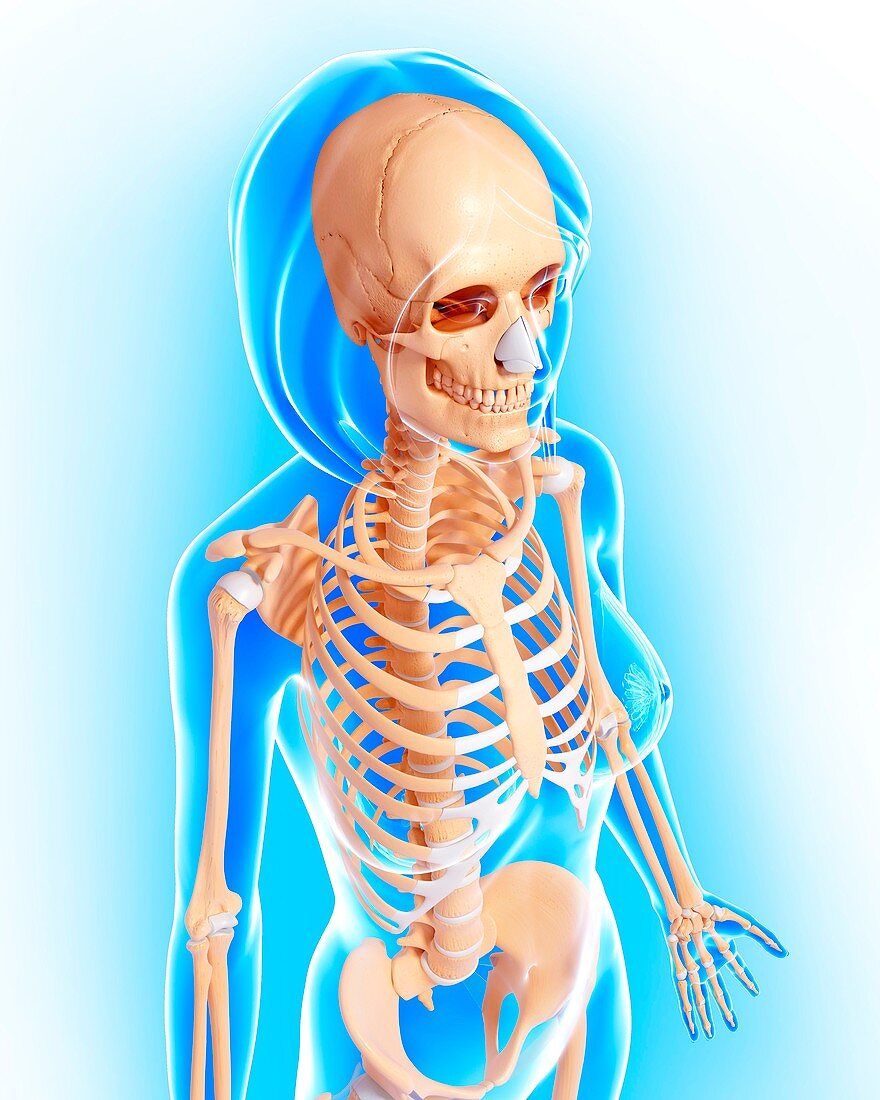 Female skeleton,artwork