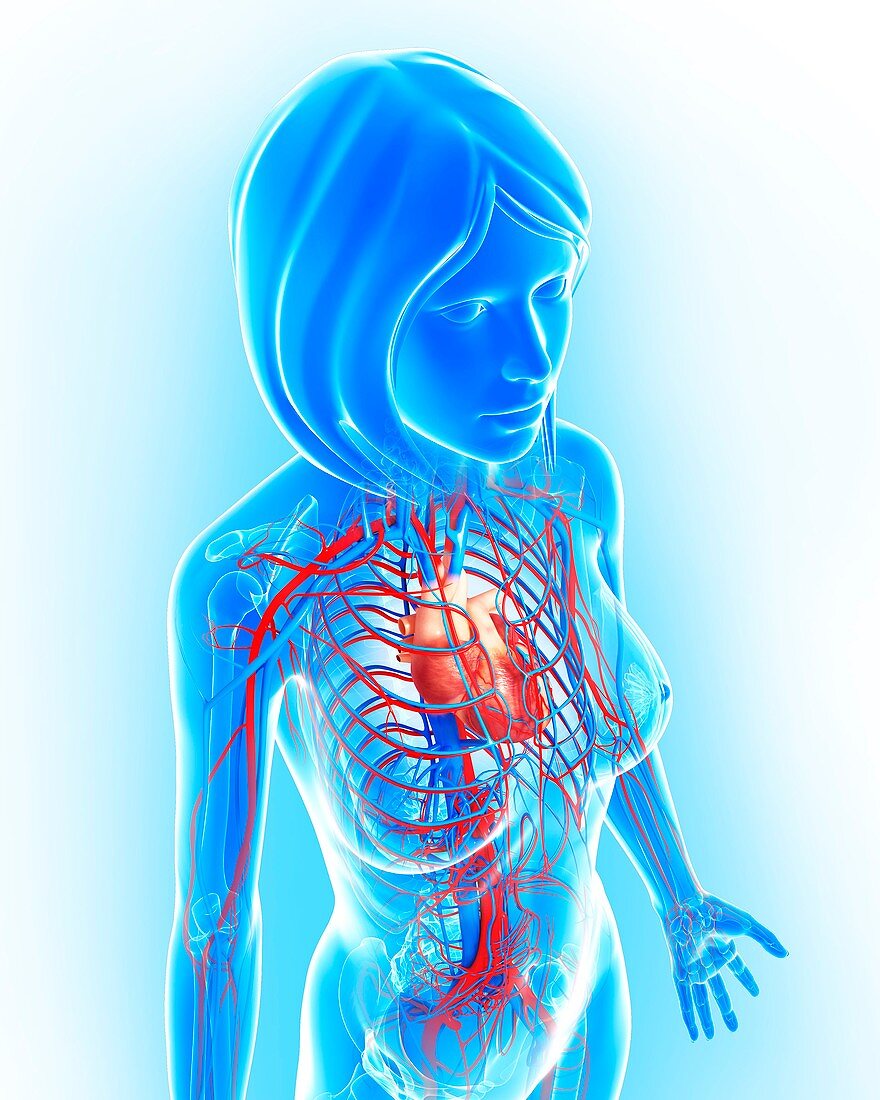 Female cardiovascular system,artwork