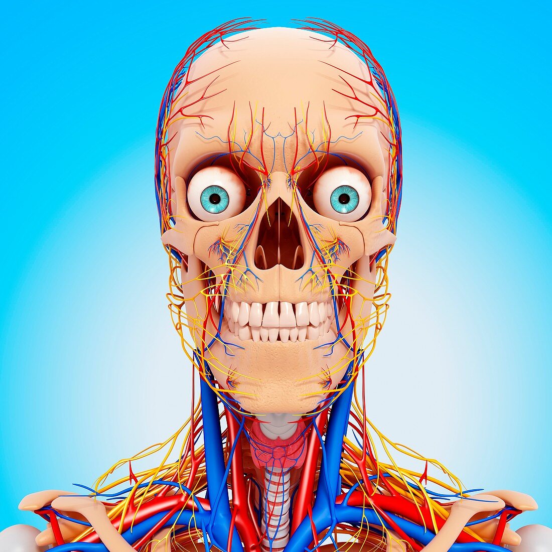 Head anatomy,artwork