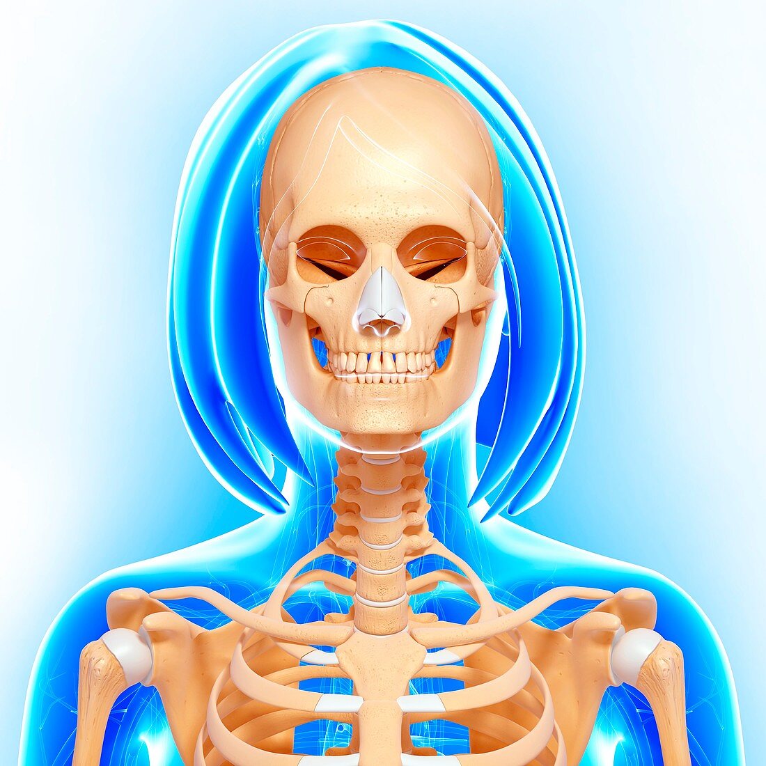 Female skeleton,artwork