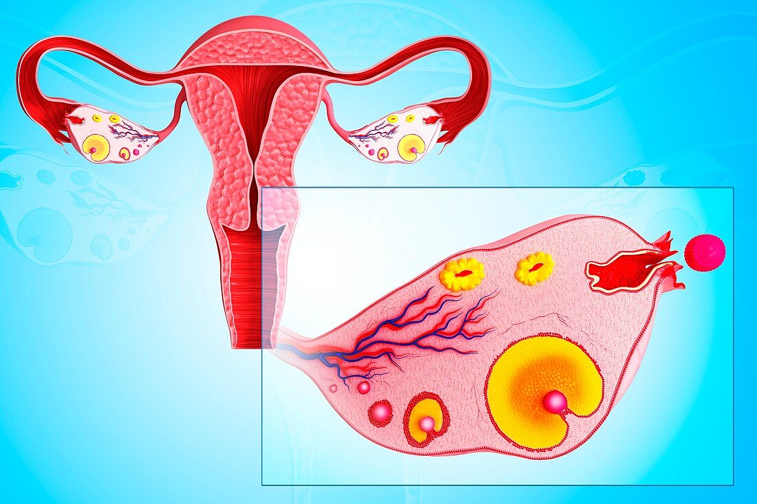 Ovarian cycle,artwork