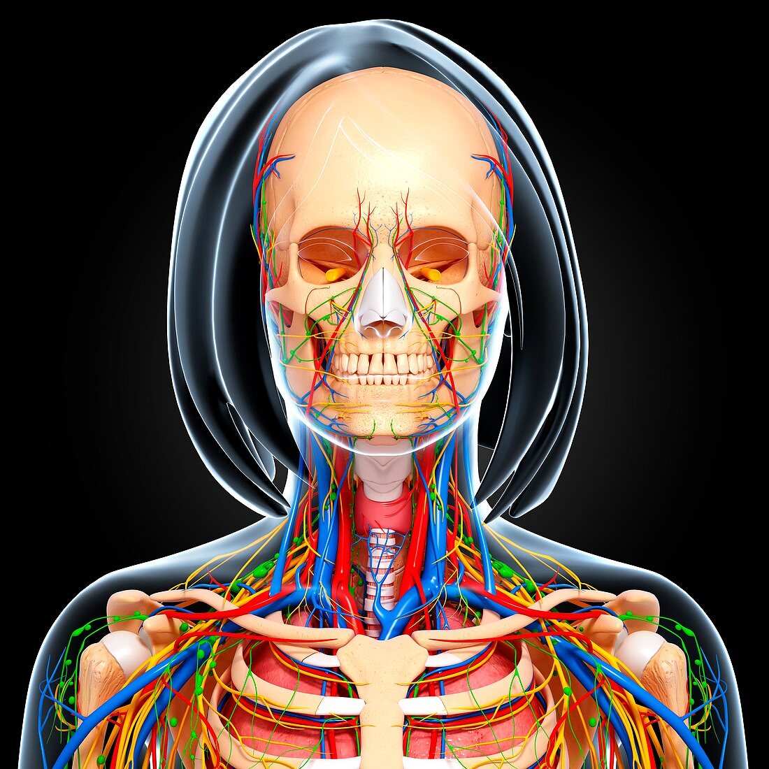 Upper body anatomy,artwork