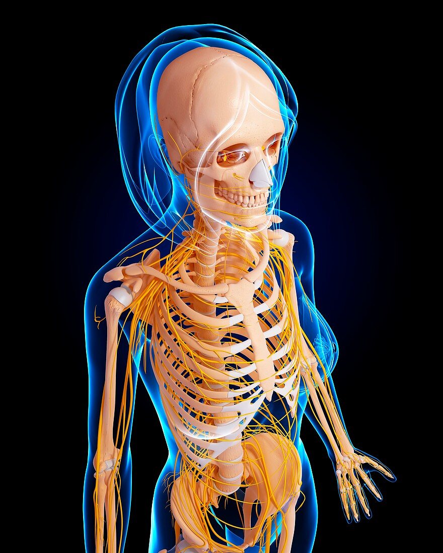 Female anatomy,artwork