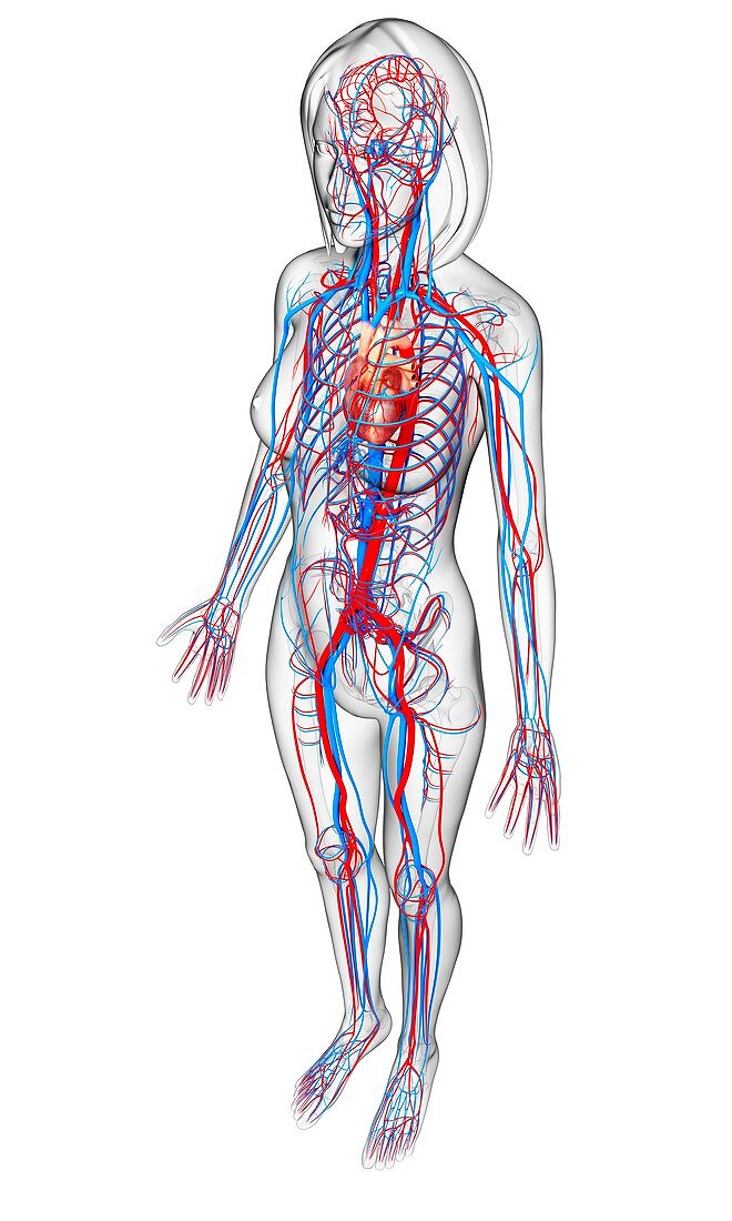 Female cardiovascular system,artwork