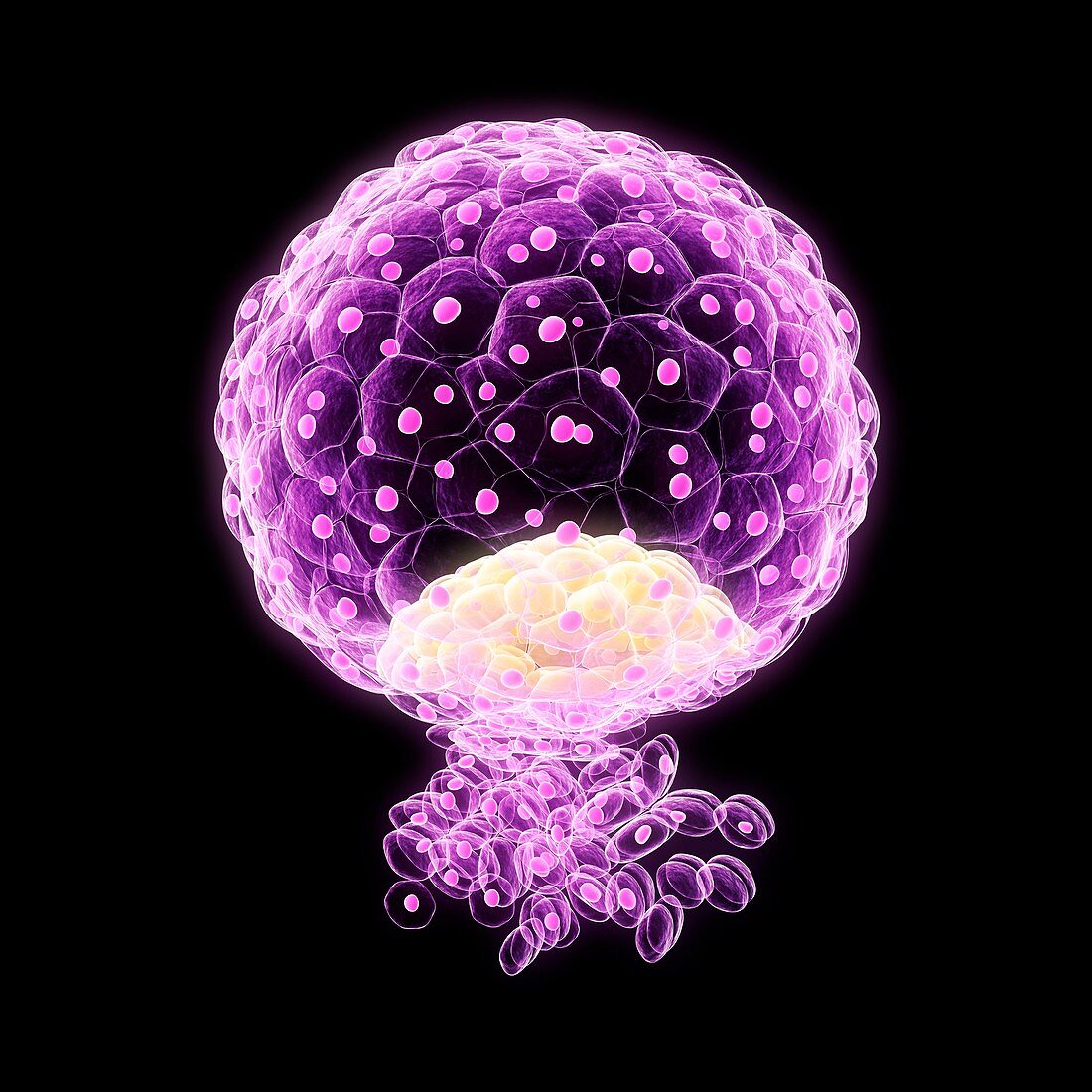 Implanted blastocyst,artwork