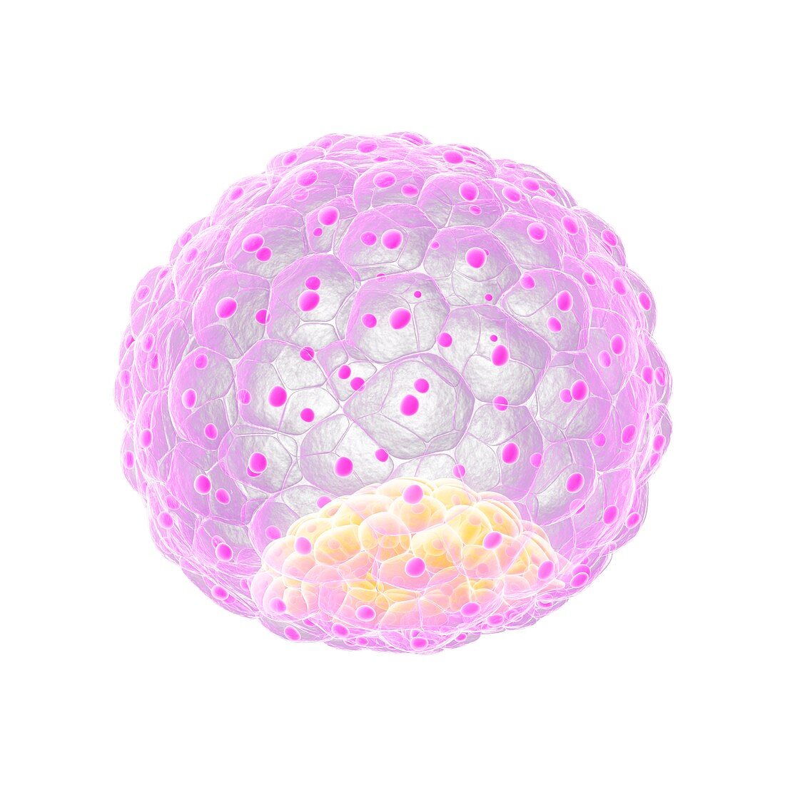 Blastocyst,artwork