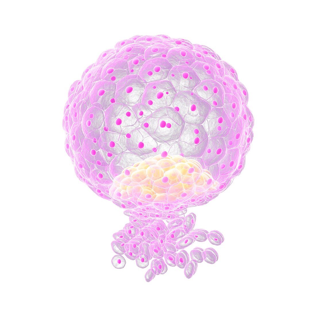 Implanted blastocyst,artwork