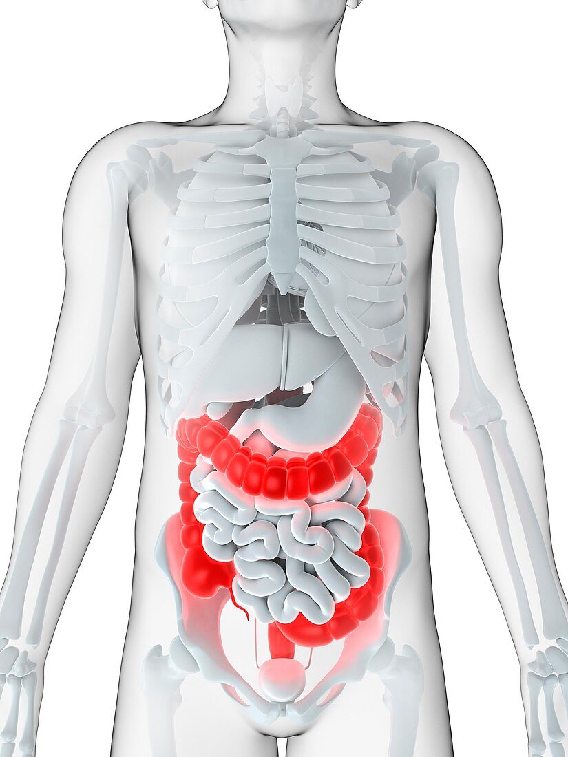 Male large intestine,artwork