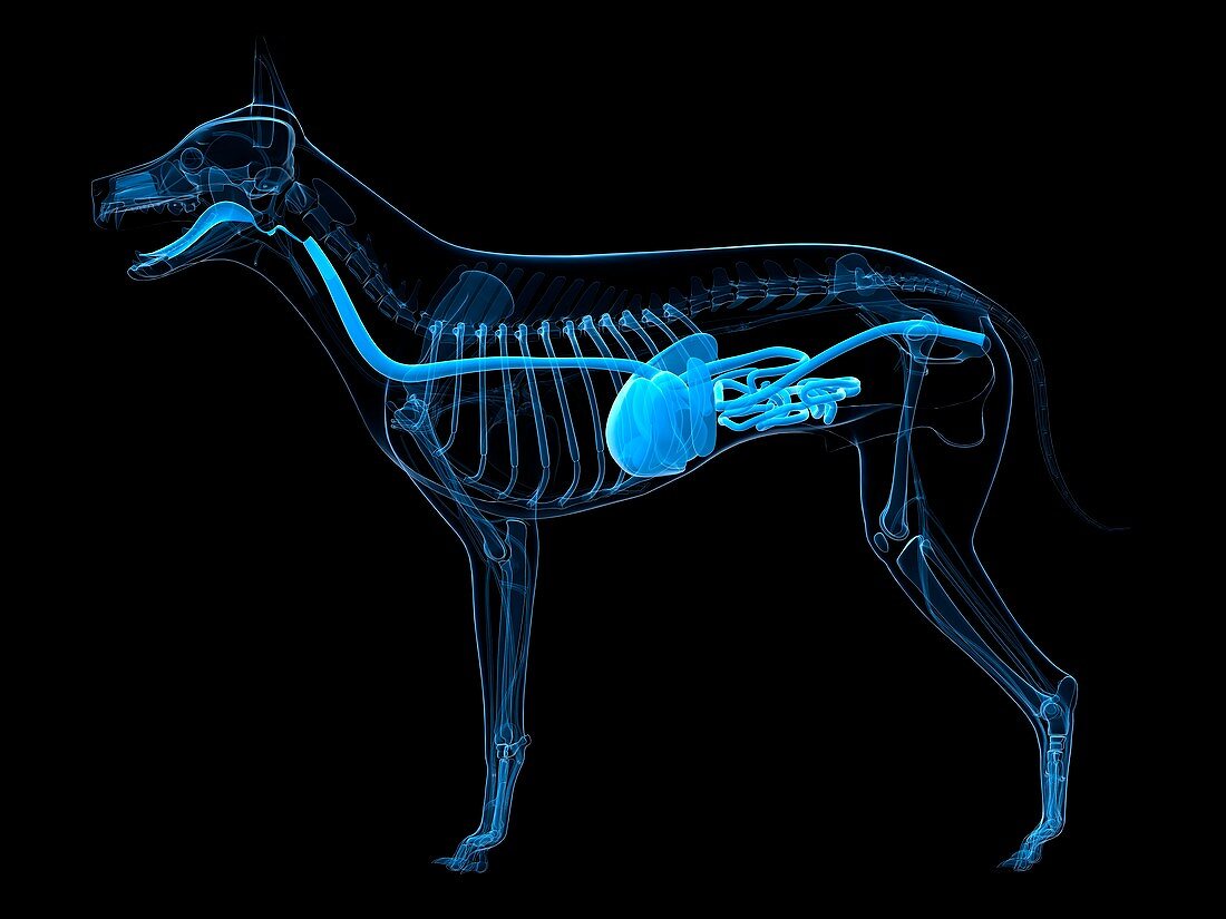 Dog digestive system,artwork