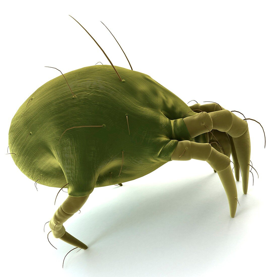 Dust mite,artwork