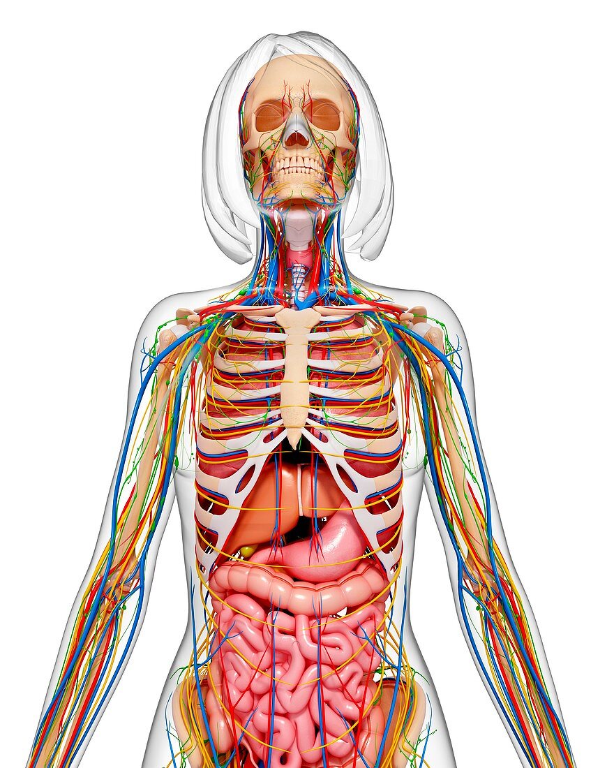 Female anatomy,artwork