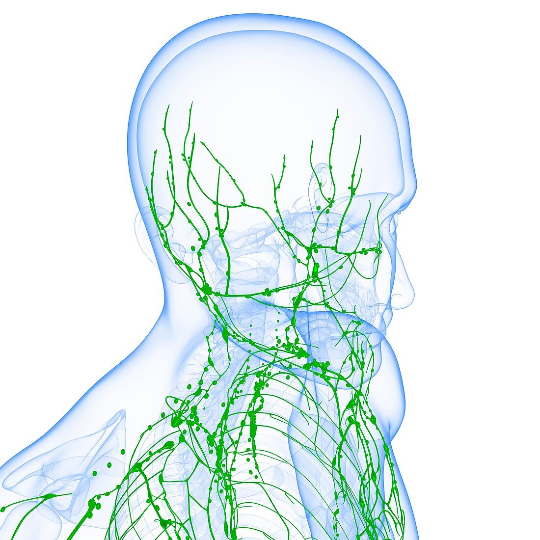 Male lymphatic system,artwork