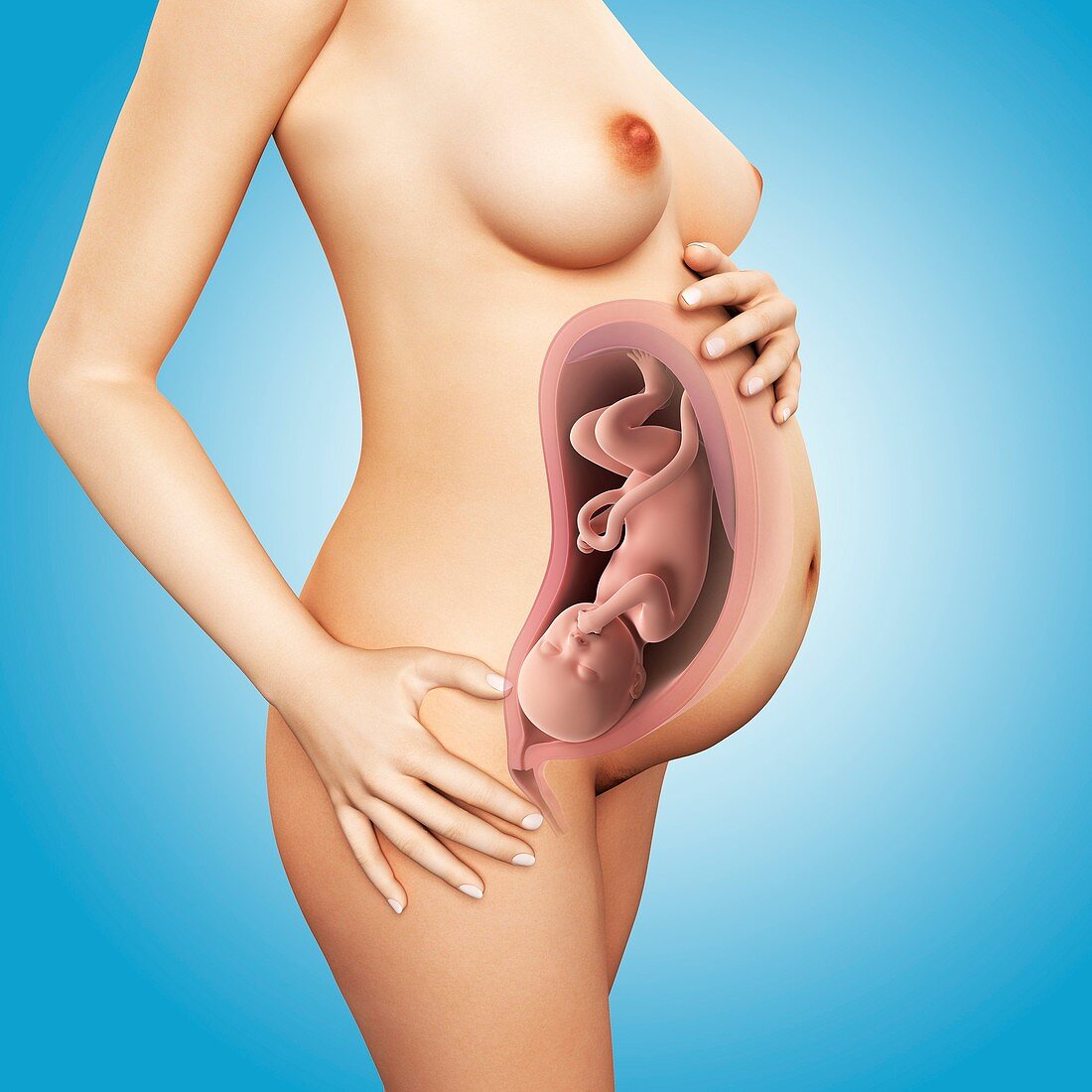 Full term pregnant women,artwork