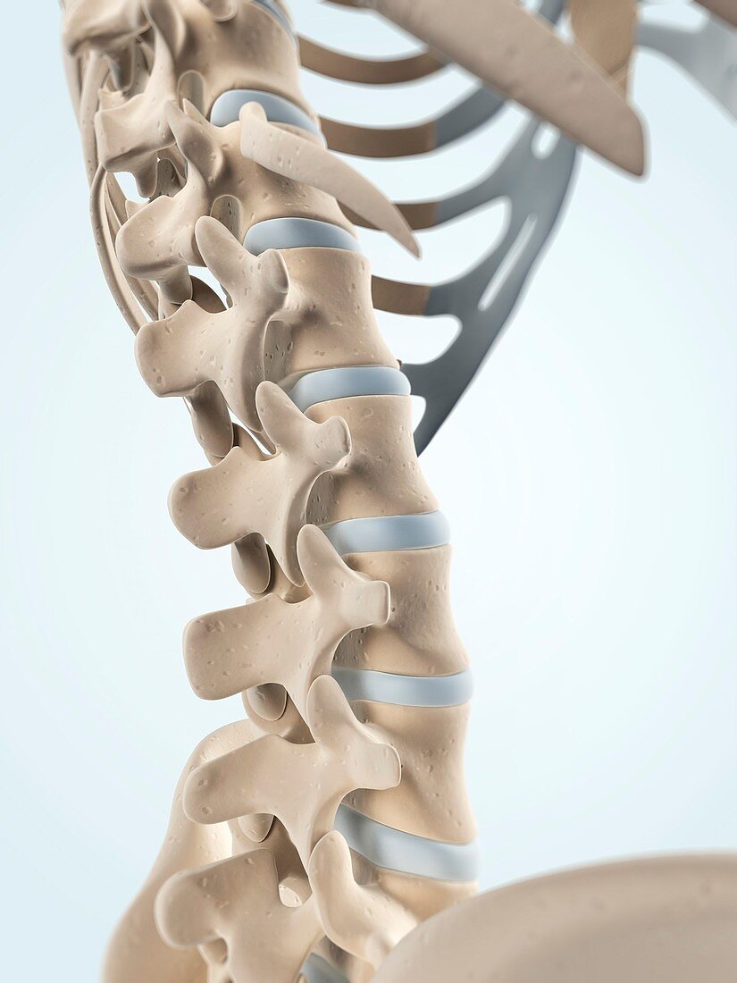 Human spine,artwork