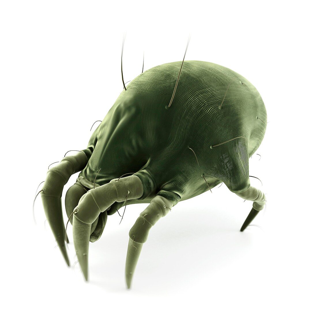 Dust mite,artwork