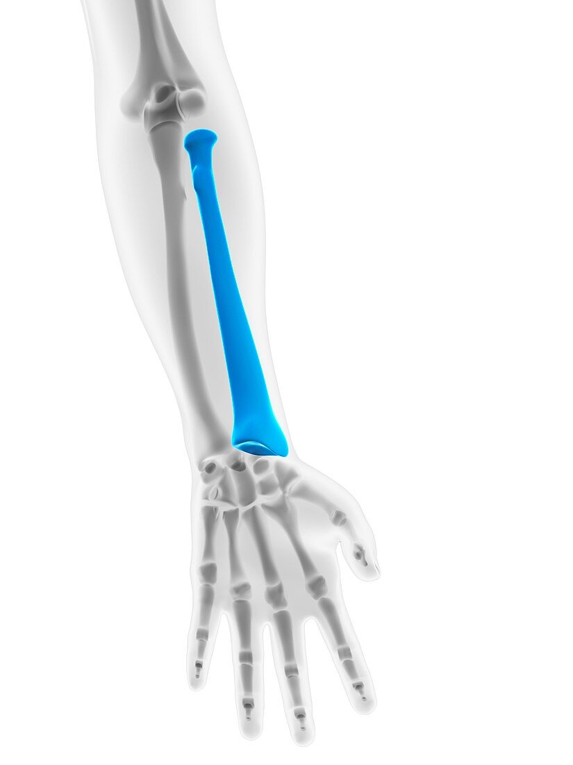 Lower arm bone,artwork