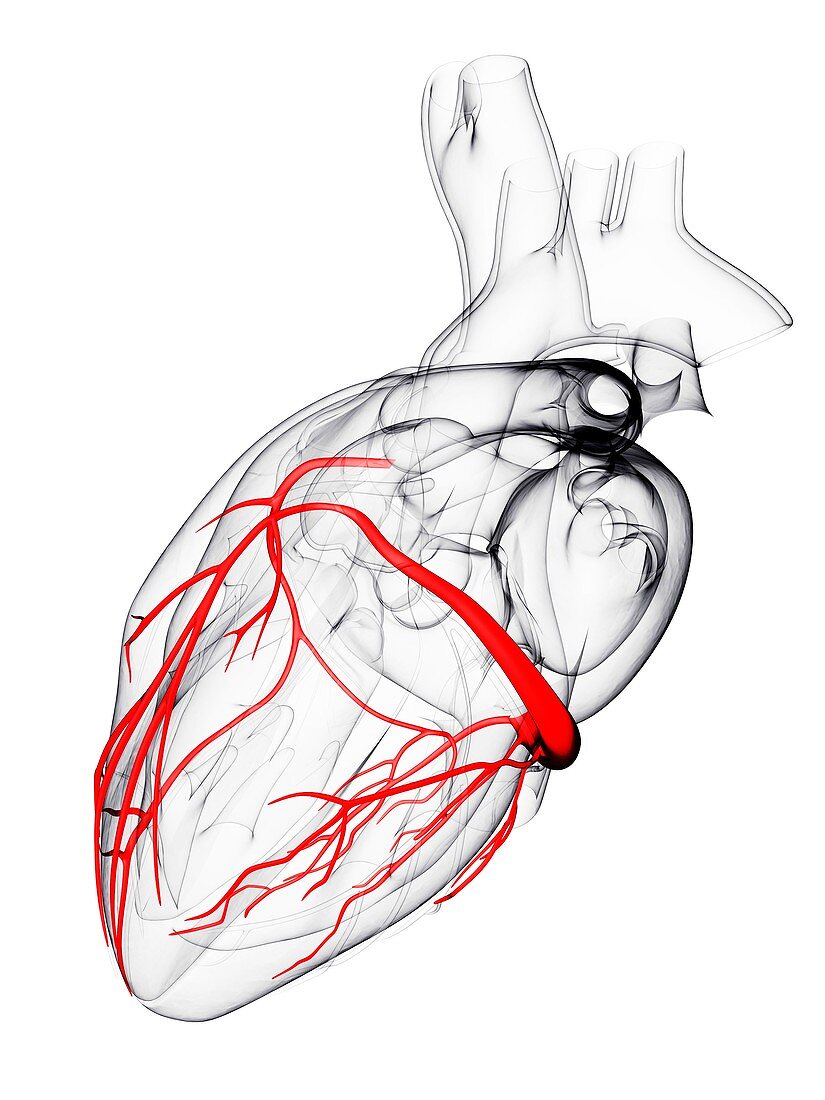 Coronary arteries,artwork