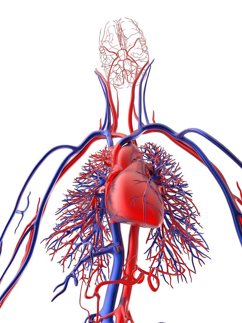 Cardiovascular system,artwork