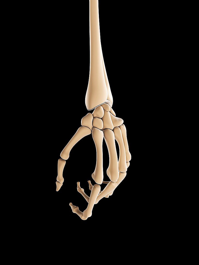 Hand bones,artwork