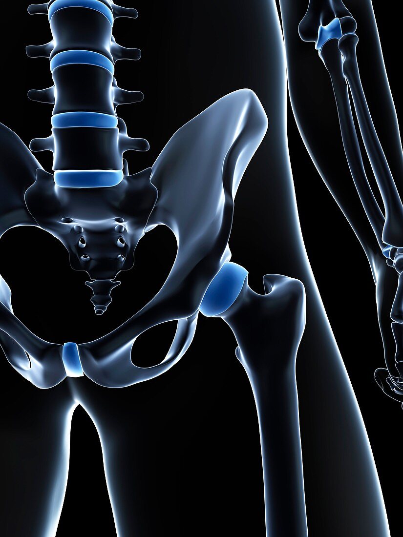 Male pelvis bones,artwork