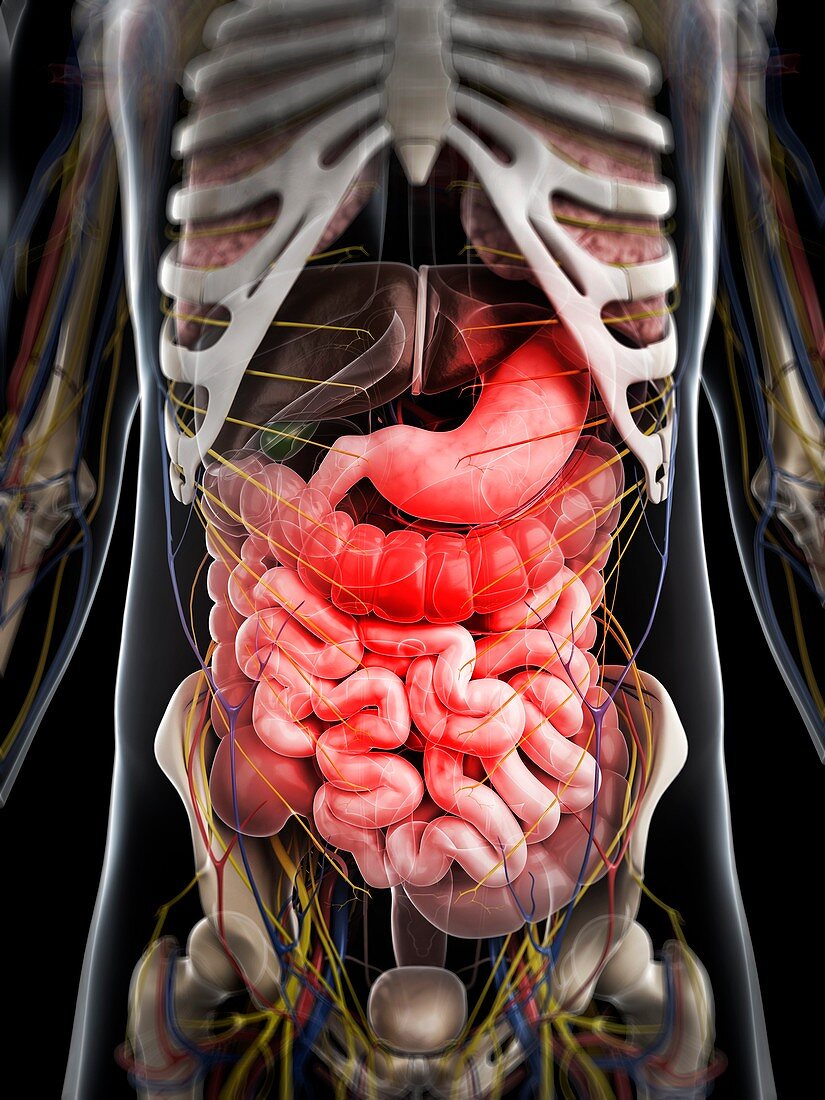 Abdominal pain,conceptual artwork