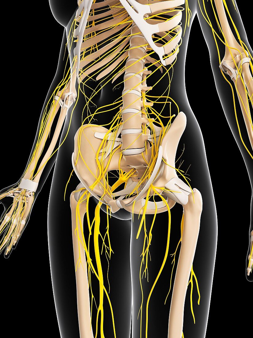 Female nervous system,artwork