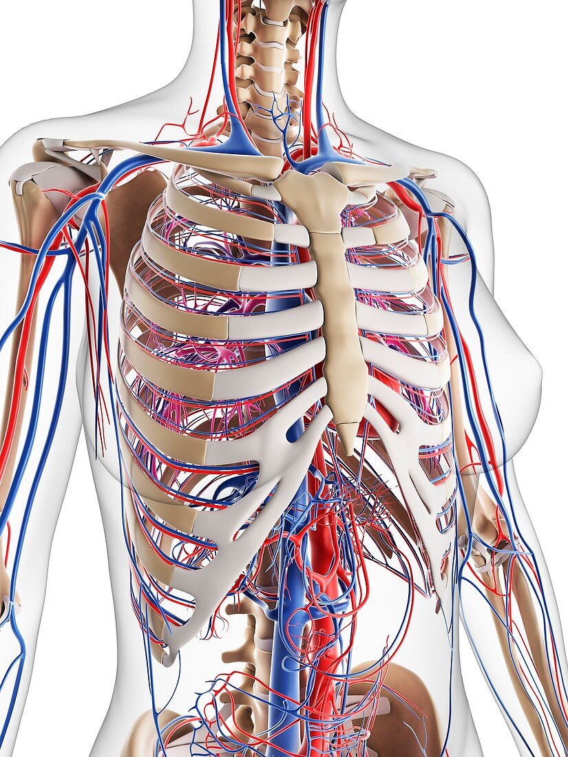 Female cardiovascular system,artwork