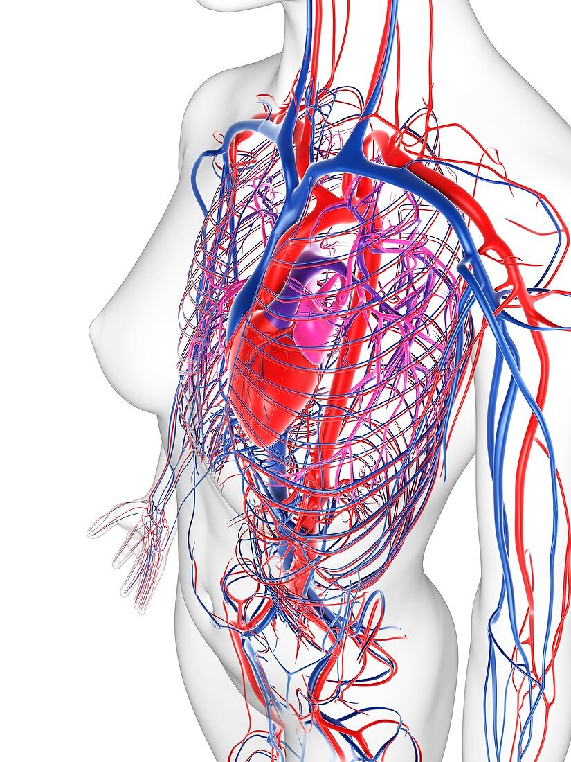 Female cardiovascular system,artwork