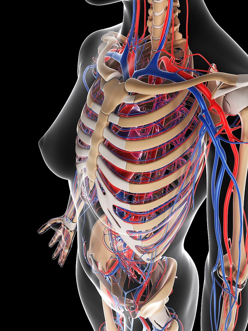 Female cardiovascular system,artwork