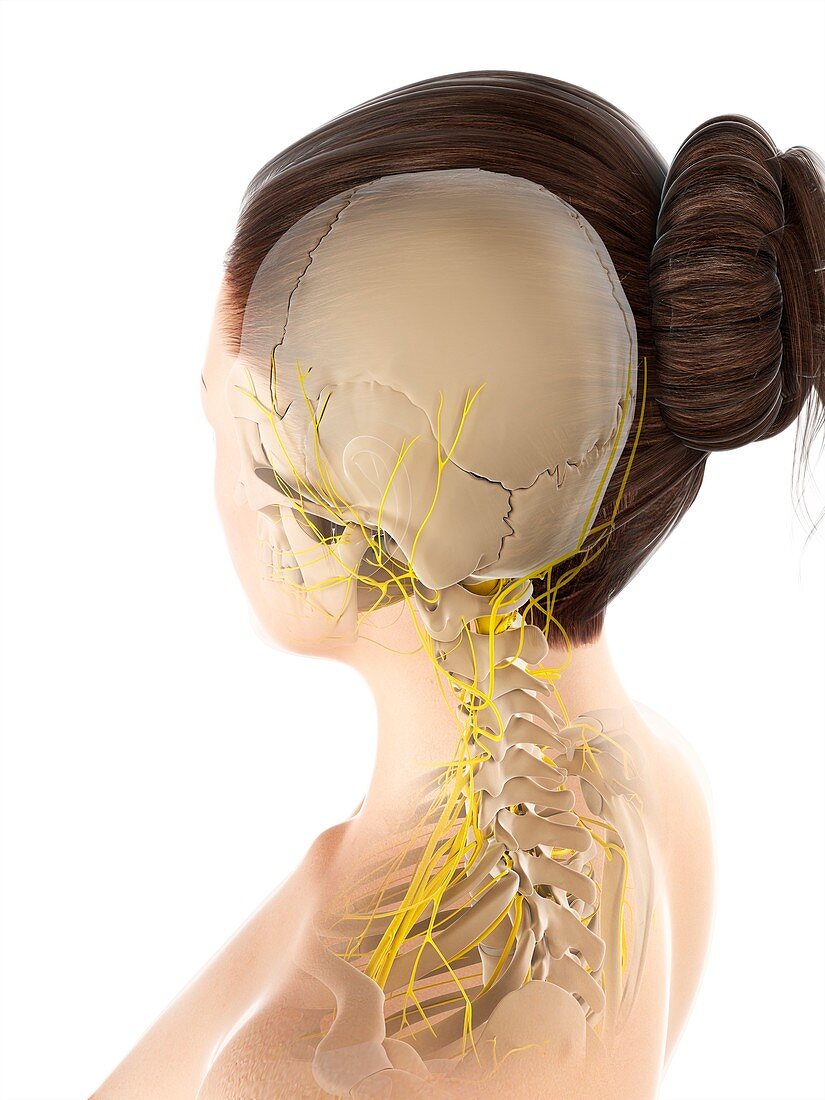 Female nervous system,artwork