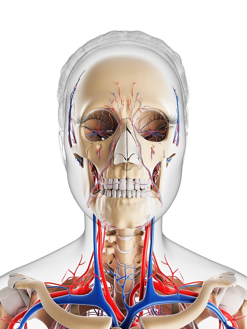 Female vascular system,artwork