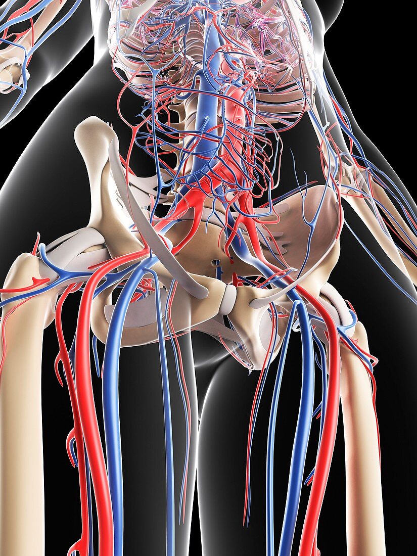 Female vascular system,artwork