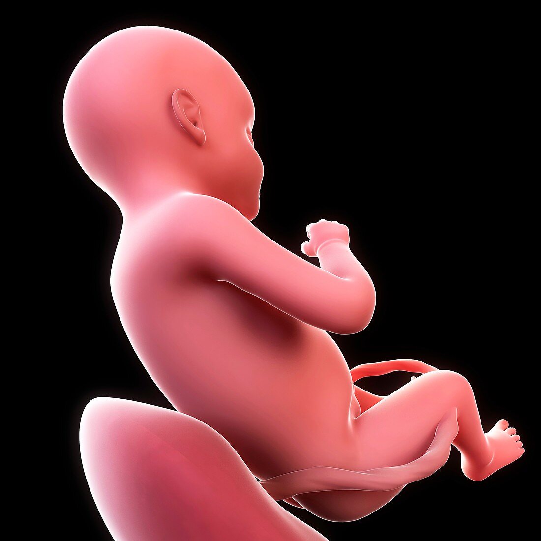 Foetus at 35 weeks,artwork