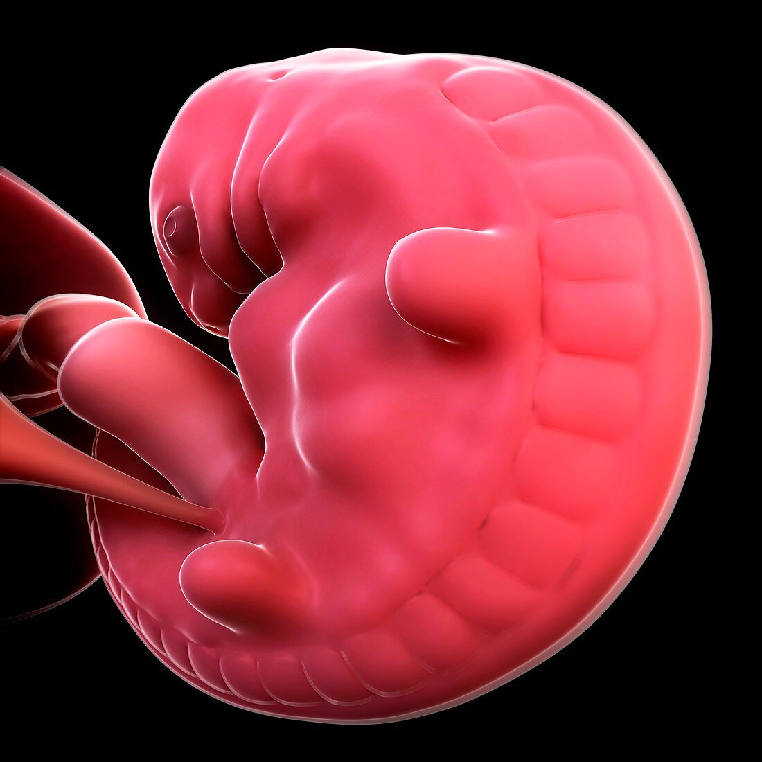Embryo at 6 weeks,artwork