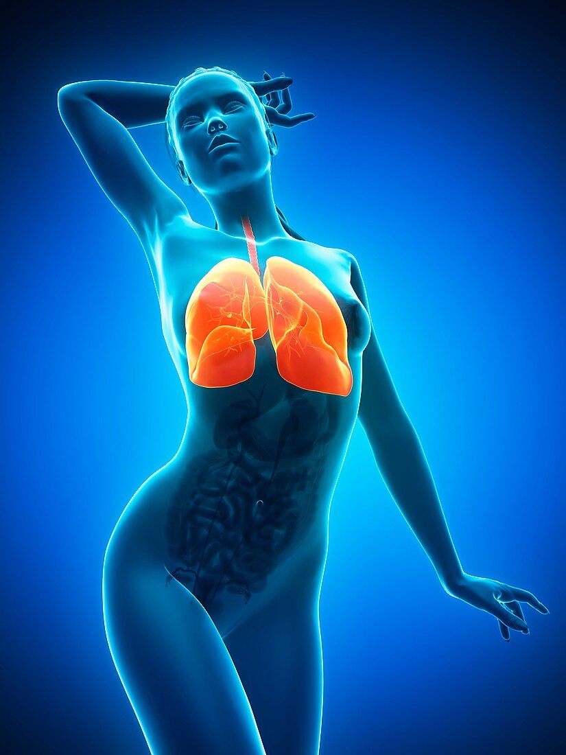 Healthy lungs,artwork