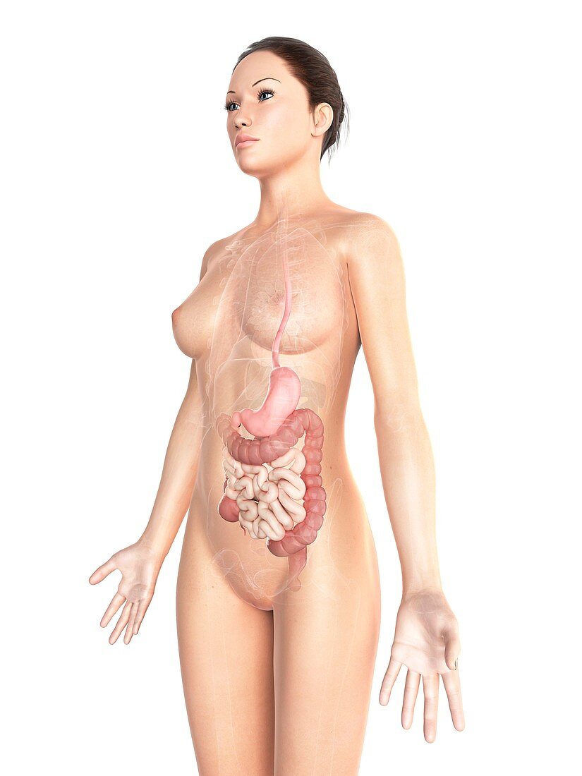 Female digestive system,artwork