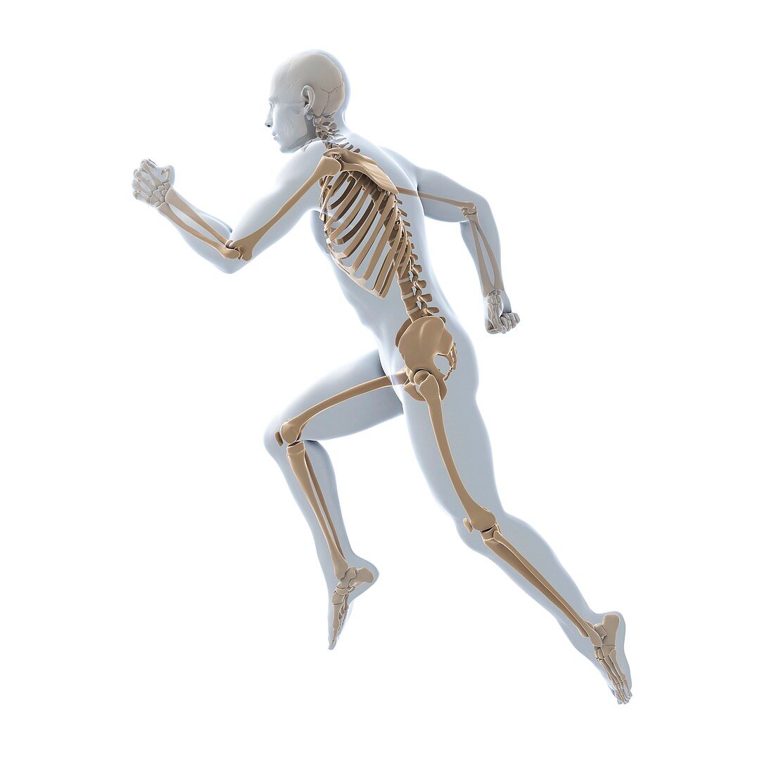 Running skeleton,artwork