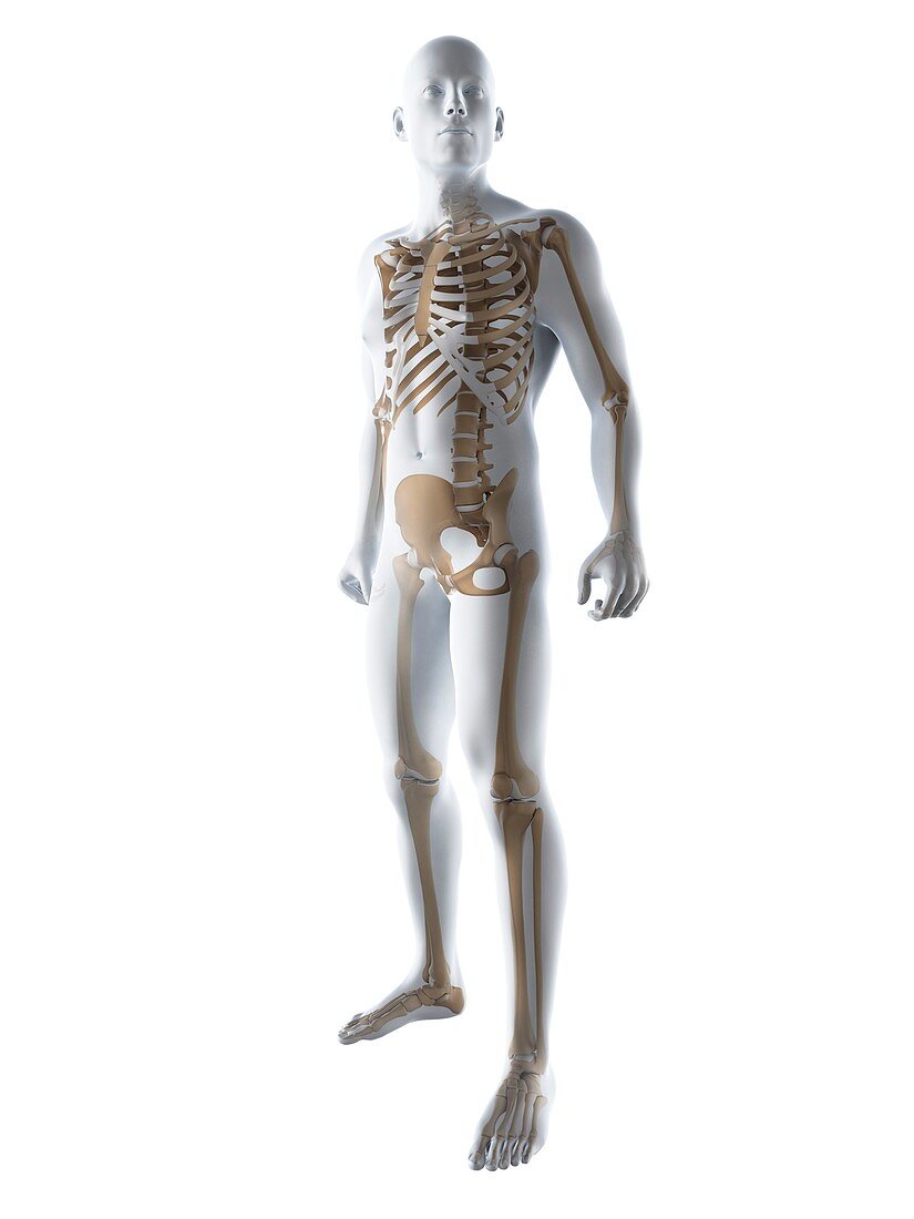 Male skeleton,artwork