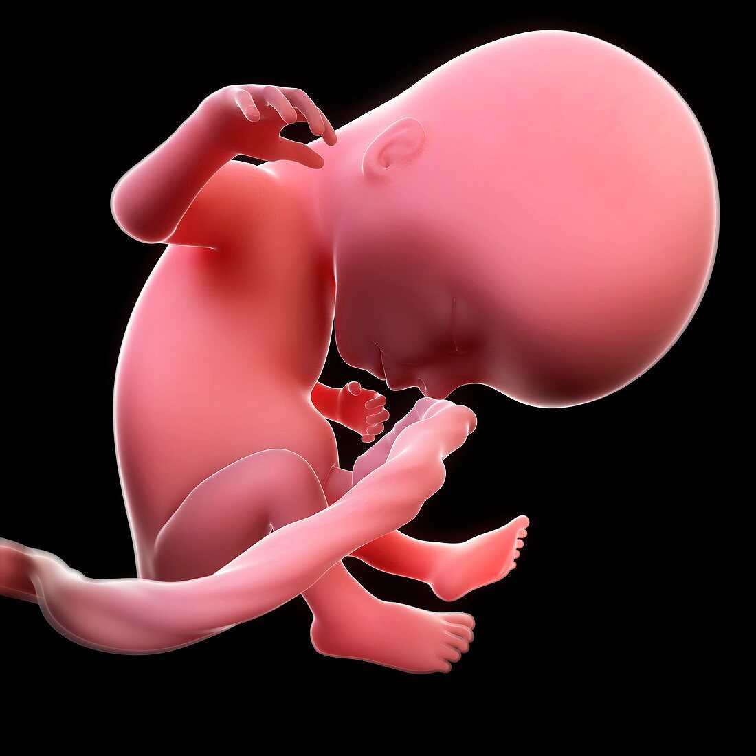 Foetus at 14 weeks,artwork