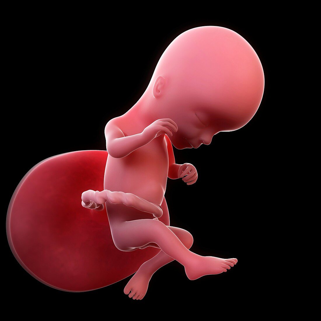 Foetus at 16 weeks,artwork