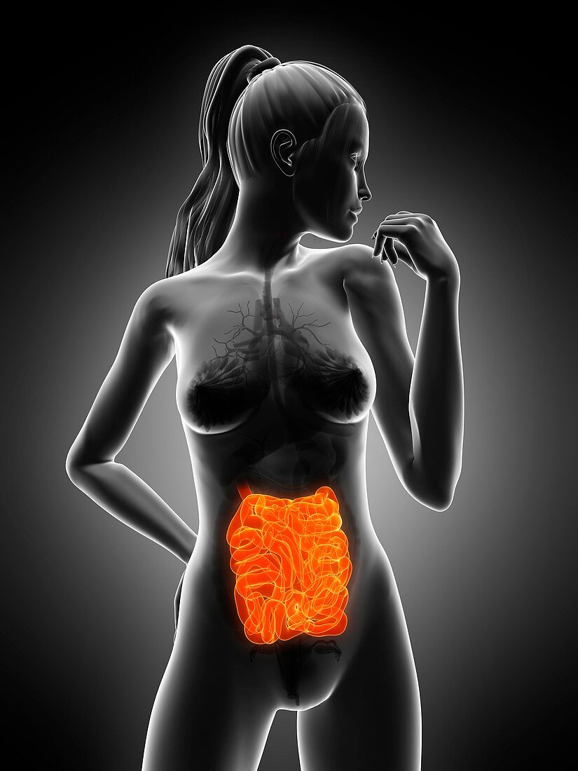 Healthy small intestines,artwork